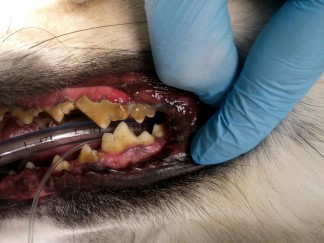 ветеринарная стоматология